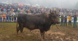 Festivalinde Şampiyon “VEFA