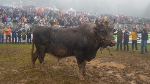 Festivalinde Şampiyon “VEFA